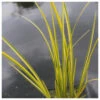 Acorus Gramineus Ogon - Golden Variegated Sweet Flag 1 Acorus Gramineus Ogon - Golden Variegated Sweet Flag -Serene Waters Acorus Gramineus Ogon 25319.1584378026