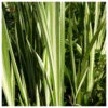 Acorus Calamus Variegatus - Variegated Sweet Flag -Serene Waters Acorus calamus variegatus Variegated sweet flag 71482.1611498700