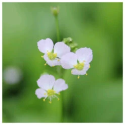 Alisma Plantago Aquaticum - Water Plantain