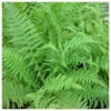 Athyrium Filix Femina - Lady Fern -Serene Waters Athyrium filix femina Lady Fern 39471.1611491047 lr 97755.1638890284