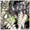 Athyrium Niponicum Metallicum - Japanese Painted Fern 2 Athyrium Niponicum Metallicum - Japanese Painted Fern -Serene Waters Athyrium niponicum Metallicum 43685.1584455642