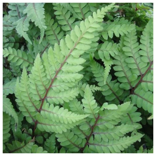 Athyrium Otoph Okanum - Eared Lady Fern 3 Athyrium Otoph Okanum - Eared Lady Fern