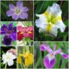 Irresistible Iris Pond Plant Collection -Serene Waters Irresistible Iris Pond Plant Collection 30649.1651660400