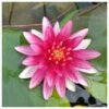 Nymphaea Alba Var. Rubra - Red Water Lily -Serene Waters Nymphaea Alba var. Rubra 39111.1673608865