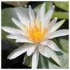 Nymphaea Arc-En-Ciel - White Water Lily 1 Nymphaea Arc-En-Ciel - White Water Lily -Serene Waters Nymphaea Arc En Ciel 33996.1584197671