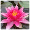 Nymphaea Attraction - Red Water Lily -Serene Waters Nymphaea Attraction Red Lily 59380.1641383455