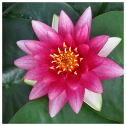 Nymphaea Attraction - Red Water Lily -Serene Waters Nymphaea Attraction 18141.1641383456