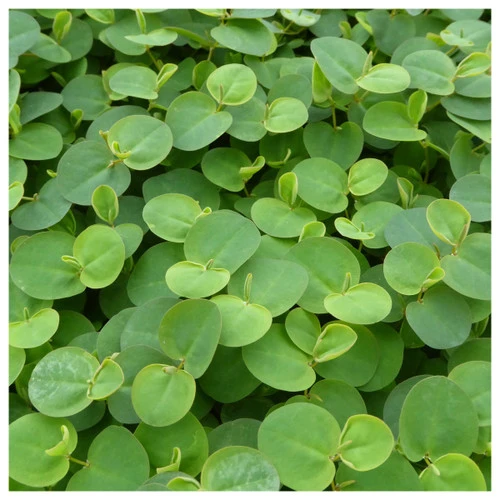 Phyllanthus Fluitans - Red Root Floater Pack Of 5 3 Phyllanthus Fluitans - Red Root Floater Pack Of 5