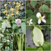 Scented Marginal Pond Plant Collection -Serene Waters SCENTED 94246.1580123742