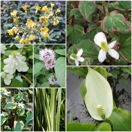Scented Marginal Pond Plant Collection 3 Scented Marginal Pond Plant Collection