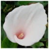 Zantedeschia Aethiopica Arum Lily - 'Marshmallow' 2 Zantedeschia Aethiopica Arum Lily - 'Marshmallow' -Serene Waters Zantedeschia aethiopica Marshmallow Arum lily 96875.1676042675