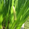 Acorus Calamus - Sweet Flag 1 Acorus Calamus - Sweet Flag -Serene Waters mini Acorus calamus close 11561 96490.1567004084