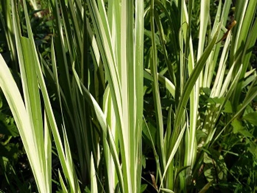 Scented Marginal Pond Plant Collection 7 Scented Marginal Pond Plant Collection - Image 5