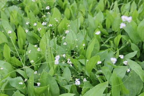 Alisma Plantago Aquaticum - Water Plantain - Image 2