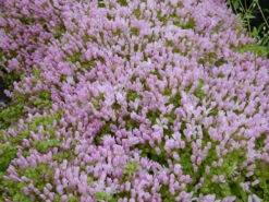 Anagallis Tenella - Bog Pimpernel -Serene Waters mini Anagallis tenella 1 80004.1567005428