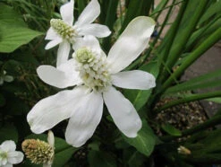 Serene Waters -Serene Waters mini Anemopsis californicum 1 66195.1567005467