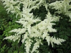 Astilbe White - False Goats Beard -Serene Waters mini Astilbe White Flower 44009.1567005433