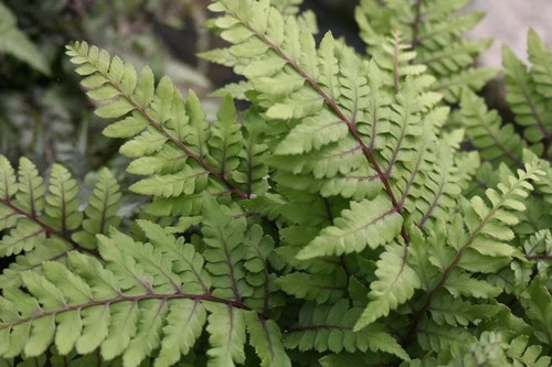 Athyrium Otoph Okanum - Eared Lady Fern 4 Athyrium Otoph Okanum - Eared Lady Fern - Image 2