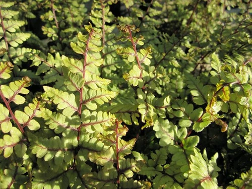Athyrium Otoph Okanum - Eared Lady Fern 5 Athyrium Otoph Okanum - Eared Lady Fern - Image 3