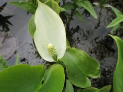Scented Marginal Pond Plant Collection 13 Scented Marginal Pond Plant Collection -Serene Waters mini Calla palustris 12478.1552657438