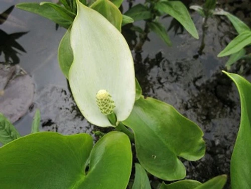 Scented Marginal Pond Plant Collection 5 Scented Marginal Pond Plant Collection - Image 3
