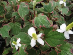 Scented Marginal Pond Plant Collection 14 Scented Marginal Pond Plant Collection -Serene Waters mini Houttuynia cordata Boo Boo 08064.1552657439