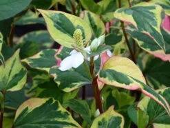 Scented Marginal Pond Plant Collection 16 Scented Marginal Pond Plant Collection -Serene Waters mini Houttuynia cordata Chameleon 2 57299.1552657456