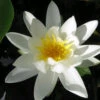 Nymphaea Alba - White Water Lily