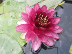 Nymphaea Almost Black - Red Water Lily 9 Nymphaea Almost Black - Red Water Lily -Serene Waters mini Nymphaea Almost Black 53121.1549539657