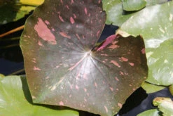 Nymphaea Arc-En-Ciel - White Water Lily -Serene Waters mini Nymphaea Arc En Ciel 2 36085.1521456388