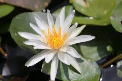 Nymphaea Arc-En-Ciel - White Water Lily -Serene Waters mini Nymphaea Arc En Ciel 4 79626.1584197636