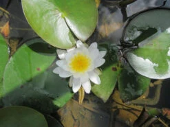 Nymphaea Marliacea Albida - White Water Lily 9 Nymphaea Marliacea Albida - White Water Lily -Serene Waters mini Nymphaea Marliacea Albida 2 70787.1549542884