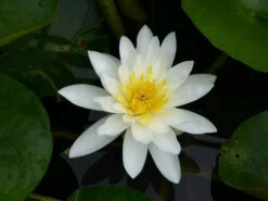 Nymphaea Marliacea Albida - White Water Lily 8 Nymphaea Marliacea Albida - White Water Lily -Serene Waters mini Nymphaea Marliacea Albida 3 06371.1567005400