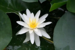 Nymphaea Marliacea Albida - White Water Lily 7 Nymphaea Marliacea Albida - White Water Lily -Serene Waters mini Nymphaea Marliacea Albida 54993.1567004120