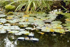 Oase Swimskim 50 -Serene Waters swimskim25a 81688 47745.1490965400