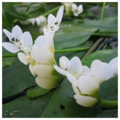 Aponogeton Distachyos - Water Hawthorn -Serene Waters water hawthorn 3 66873.1637681619